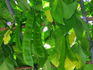 �൶���Ĺ�Ч������ �൶�����÷�����