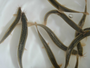 �����ѡ���� ��ѡ�����ķ�������Щ