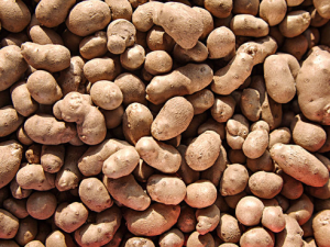 ɽҩ����Ӫ����ֵ �����ѡɽҩ��