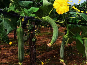 ʲô����˿�Ϻ� �����ѡ˿�Ϻ���