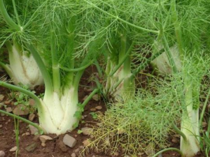 ������ôʳ�� ����ĳԷ�����Щ