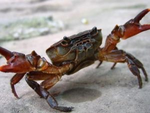 ���������з�͸�з