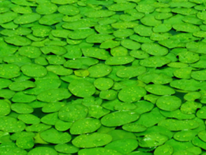 ��Թ�¶���� �����ѡ¶����