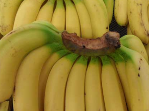 �㽶������5��ʳ��ͬ�� ��֪����