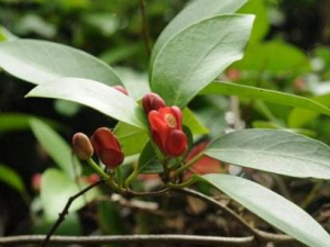 ��ɳ������Щ���� ��ɳ�ٵ�ҩ�ü�ֵ