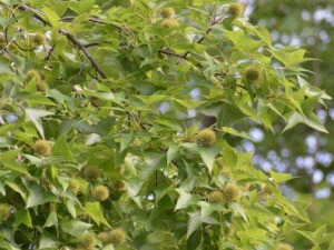 �����������Ĺ�Ч���� ������������ҩ�ü�ֵ