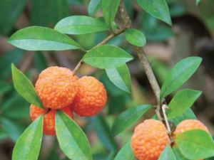 ����ʯ�Ĺ�Ч���� ����ʯ����Щҩ�ü�ֵ