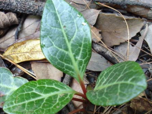 ¹�β�����Щ���� ¹�βݵĹ�Ч