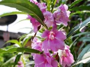 ���ɻ�����Щ���� ���ɻ��Ĺ�Ч