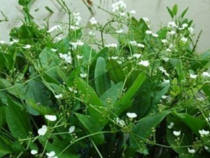 ��к�Ĺ�Ч���� ��к��ҩ�ü�ֵ