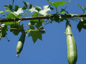 ˿��Ҳ�ܰ��������� ˿�ϵ����ݹ�Ч