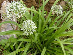 ɽ�²�����Щ��Ч ɽ�²˵�ҩ�ü�ֵ