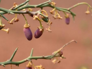 ��̼�Ĺ�Ч���� ��̼��ҩ�ü�ֵ