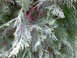 ���Ҷ����Щ��Ч����