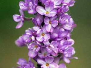 ܾ������ҩ�ü�ֵ ܾ�����Ĺ�Ч������