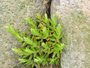 ���������Щ��Ч ����ݵ����Ʒ���