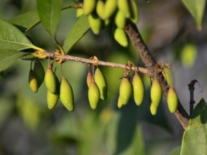 �𻨹��Ĺ�Ч������