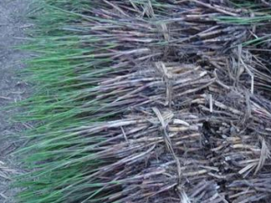 «έ����Щ�˲��ܳ�