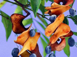 ���Ĺ�Ч������ ���ʳ�÷���