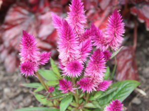 ����������Щ��Ч �����ӵ�����