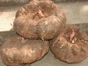 ħ������Щ��Ч���� �����ѡħ��