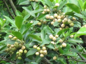 �˸����Ĺ�Ч���� �˸�����ʳ�÷���