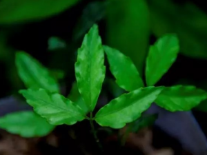 ��Ҷ��Ĺ�Ч��������Щ