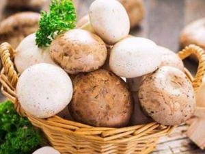 ������Ģ������Щ�ô� ���˾�����Ģ����Ԥ����֪�ϰ�