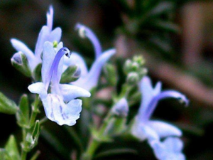 �Ե���Ĺ�Ч����