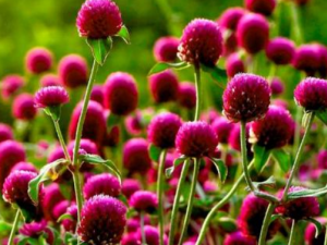 ǧ�պ���ˮ�ܳ��ں��� ��ǧ�պ�Ĺ�Ч������