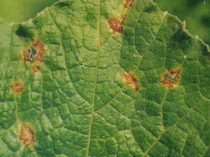 С�մ����ļ���Ч�� �����С�մ���������