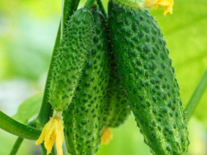 ƹеĺóеĲó ӦѡóԵĻƹ