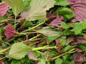 ߲˵ѡ ѡ߲˲ܱ֤߲˵ʺͰȫ