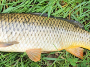 �＾�ʺϳԵ������� ��֪������Щ����