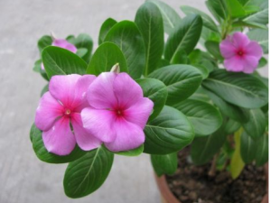 �������Ĺ�Ч���� ����������Щҩ�ý���