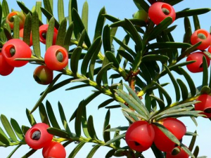 �춹ɼ�Ĺ�Ч����Щ