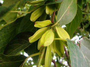 ���ٵĹ�Ч������ ���ٵ�ʳ�÷���