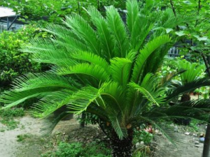 ����Ҷ�Ĺ�Ч����