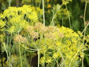 �����ڽ�ʳʲô����