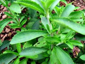 ��Ҷ������Щ��Ч����