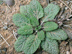 ��ҩ���ݹ�Ч������