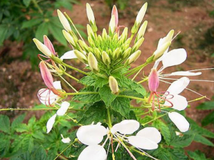 Ұ���׻��˵Ĺ�Ч