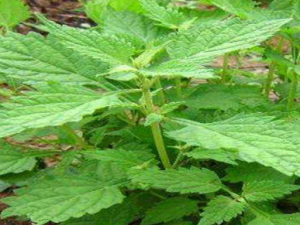 ���������Щ��Ч����