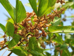 ǧ�������Щ���� ǧ��εĹ�Ч����