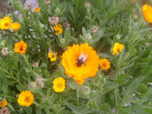 ��յ������Щ��Ч������