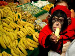 ʲô�����㽶�ó� �����ѡ�����㽶