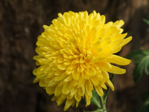 �ջ���������Ч����Щ