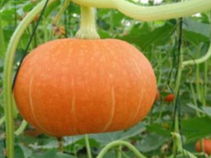 �����Ϲϻ��ܳ���