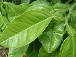 ����Ҷ�Ĺ�Ч������ �����������