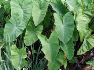 ����ͷҶ����Щ��Ч������